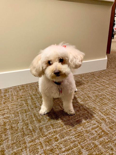 Lulu